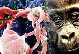 <!--:pt-->Consumo da carne de macaco africano pode difundir novo vírus letal <!--:--><!--:en-->Consumption of African monkey meat may be spreading new