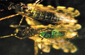 <!--:pt-->Técnica inibe ação do parasita da malária<!--:--><!--:en-->Técnica inibe ação do parasita da malária<!--:-->