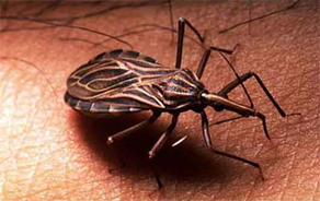 <!--:pt-->Transmissão oral da Doença de Chagas<!--:--><!--:en-->Transmissão oral da Doença de Chagas<!--:-->