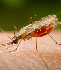 Newsletter  06  – Vacina experimental parece neutralizar parasito da malária