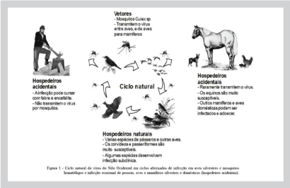 <!--:pt-->Caso de Febre do Nilo Ocidental no Piauí é preocupante, alertam especialistas<!--:--><!--:en-->West Nile Fever case in Piaui is concerning, says expert<!--:-->