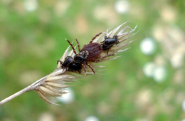 Climate change could increase Aedes aegypti populations in tropical countries