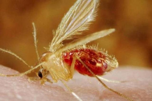 Newsletter 75 – Second autochthonous case of kala-azar is confirmed in Florianópolis